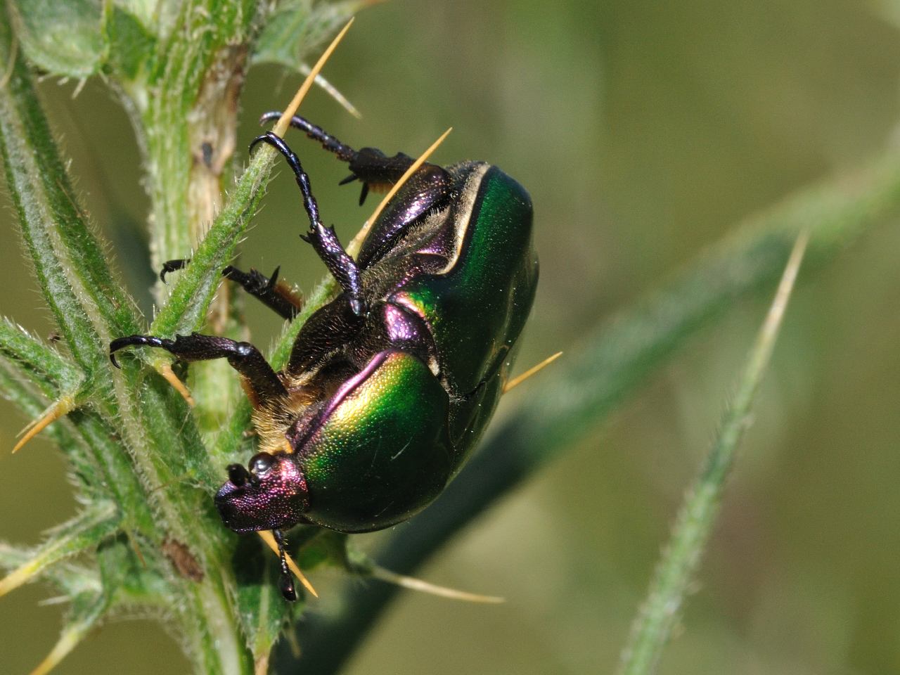 Protaetia cuprea